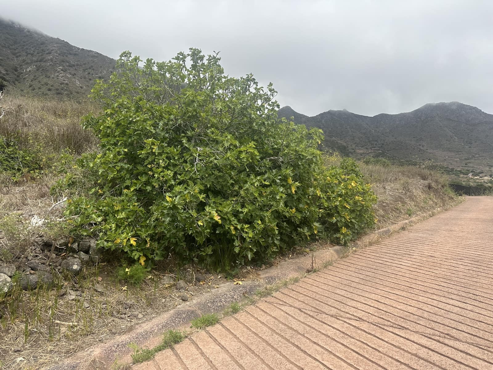 Terre non Aménagée à vendre à Buenavista del Norte - 63 000 € (Ref: 9568079)