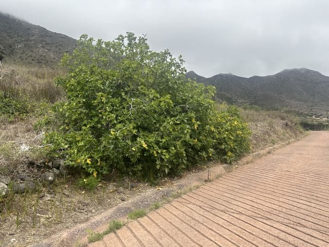 Terre non Aménagée à vendre à Buenavista del Norte - 63 000 € (Ref: 9568079)