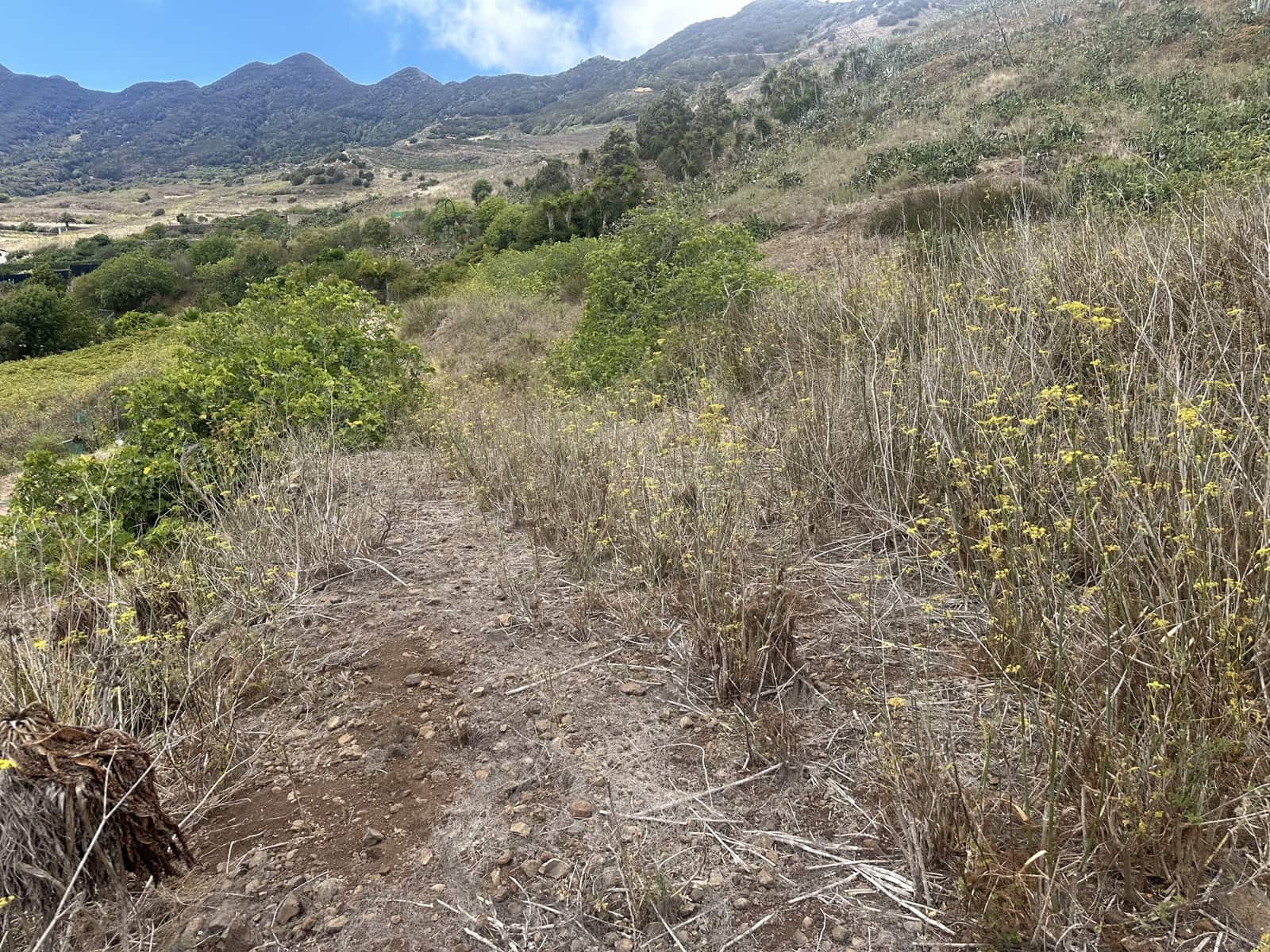 Terre non Aménagée à vendre à Buenavista del Norte - 63 000 € (Ref: 9568079)