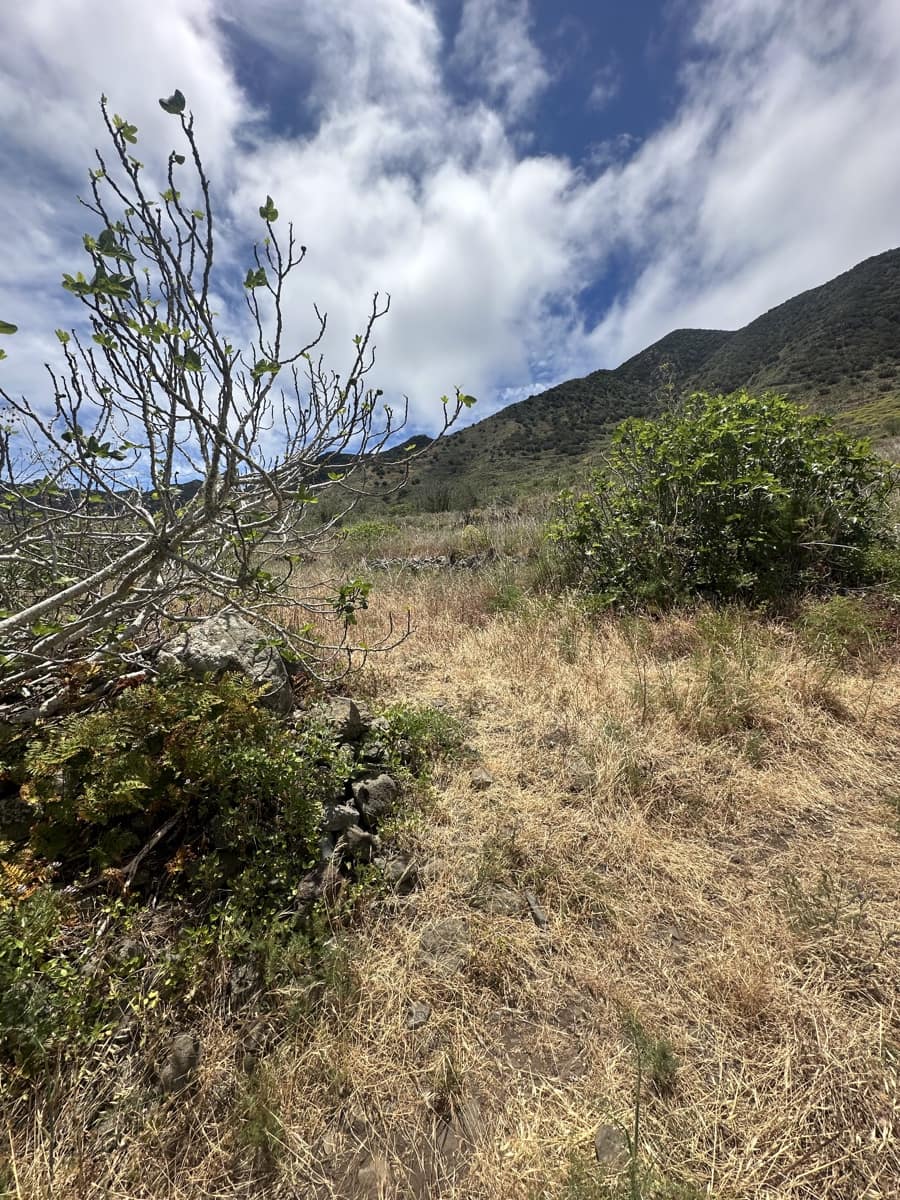 Terre non Aménagée à vendre à Buenavista del Norte - 63 000 € (Ref: 9568106)