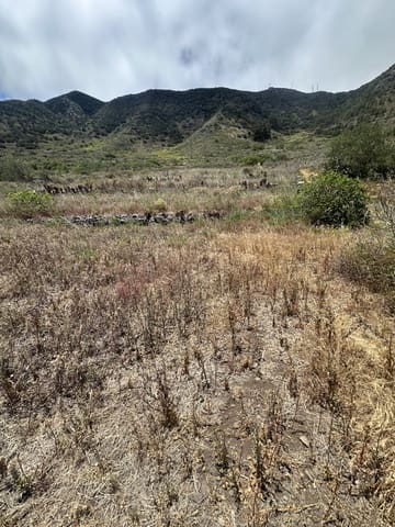 Terre non Aménagée à vendre à Buenavista del Norte - 63 000 € (Ref: 9568106)