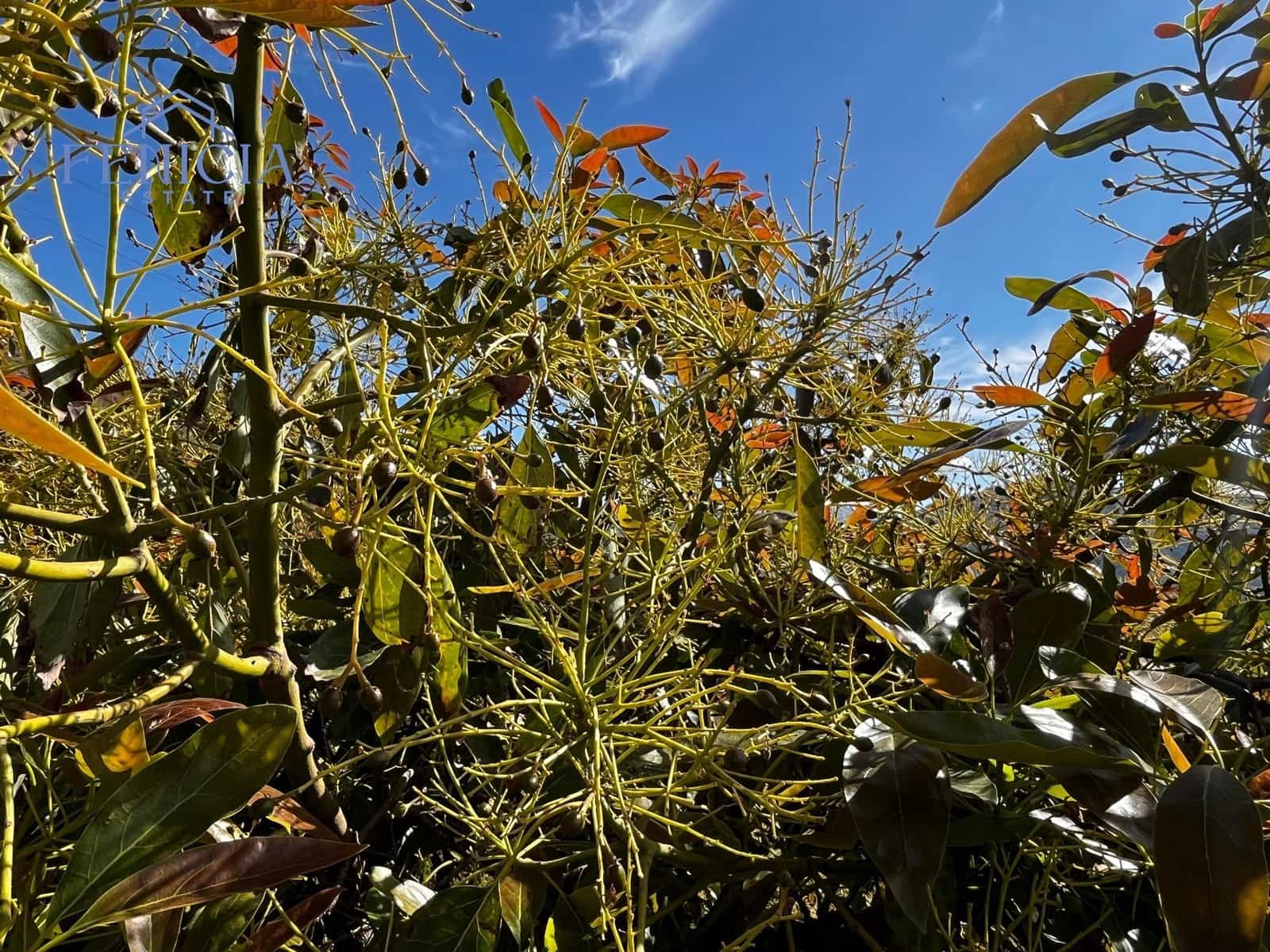 2 sovrum Finca/Hus på landet till salu i La Herradura med pool garage - 349 000 € (Ref: 8993601)