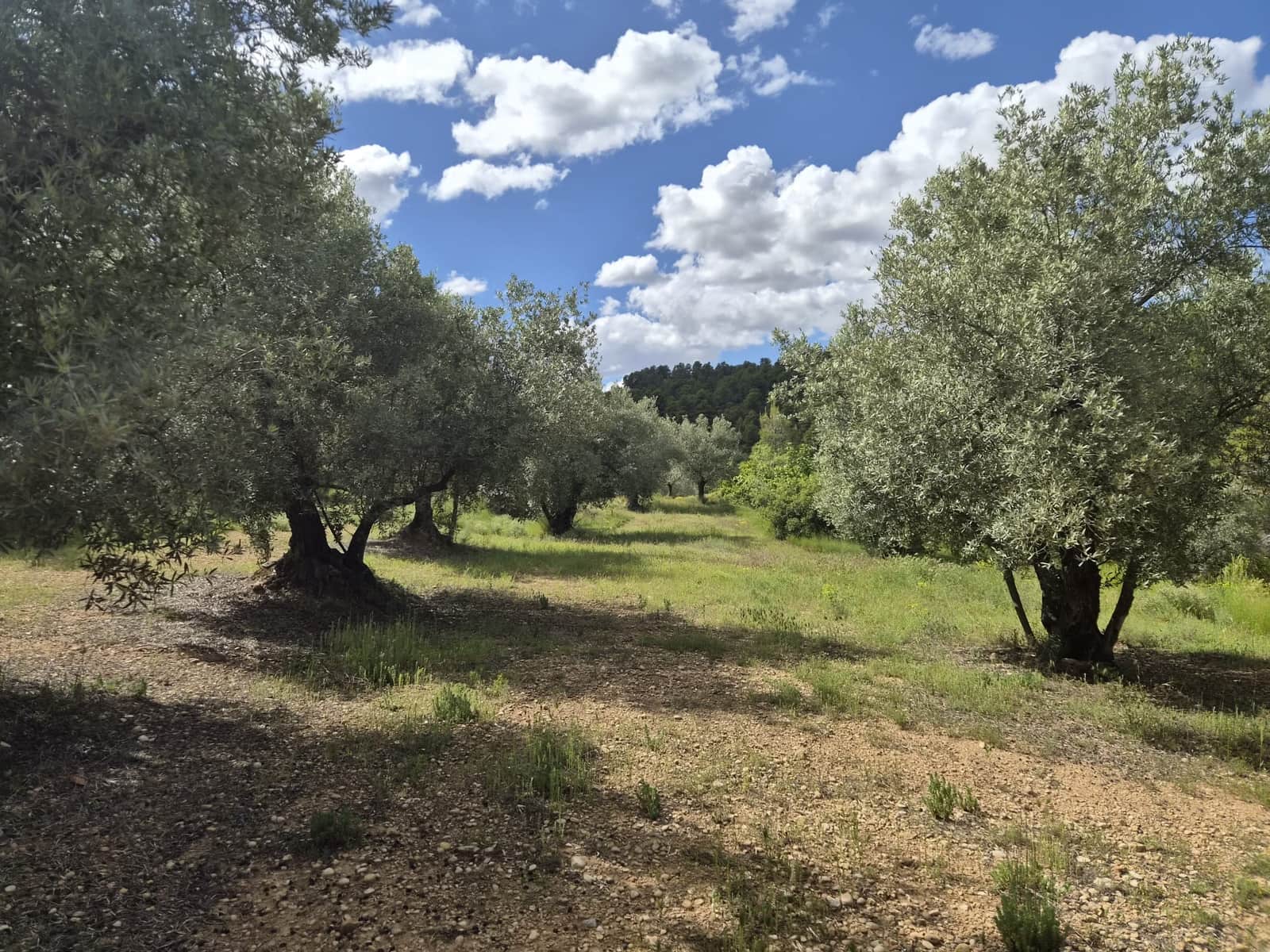 Undeveloped Land for sale in La Fresneda - € 45,000 (Ref: 9860900)