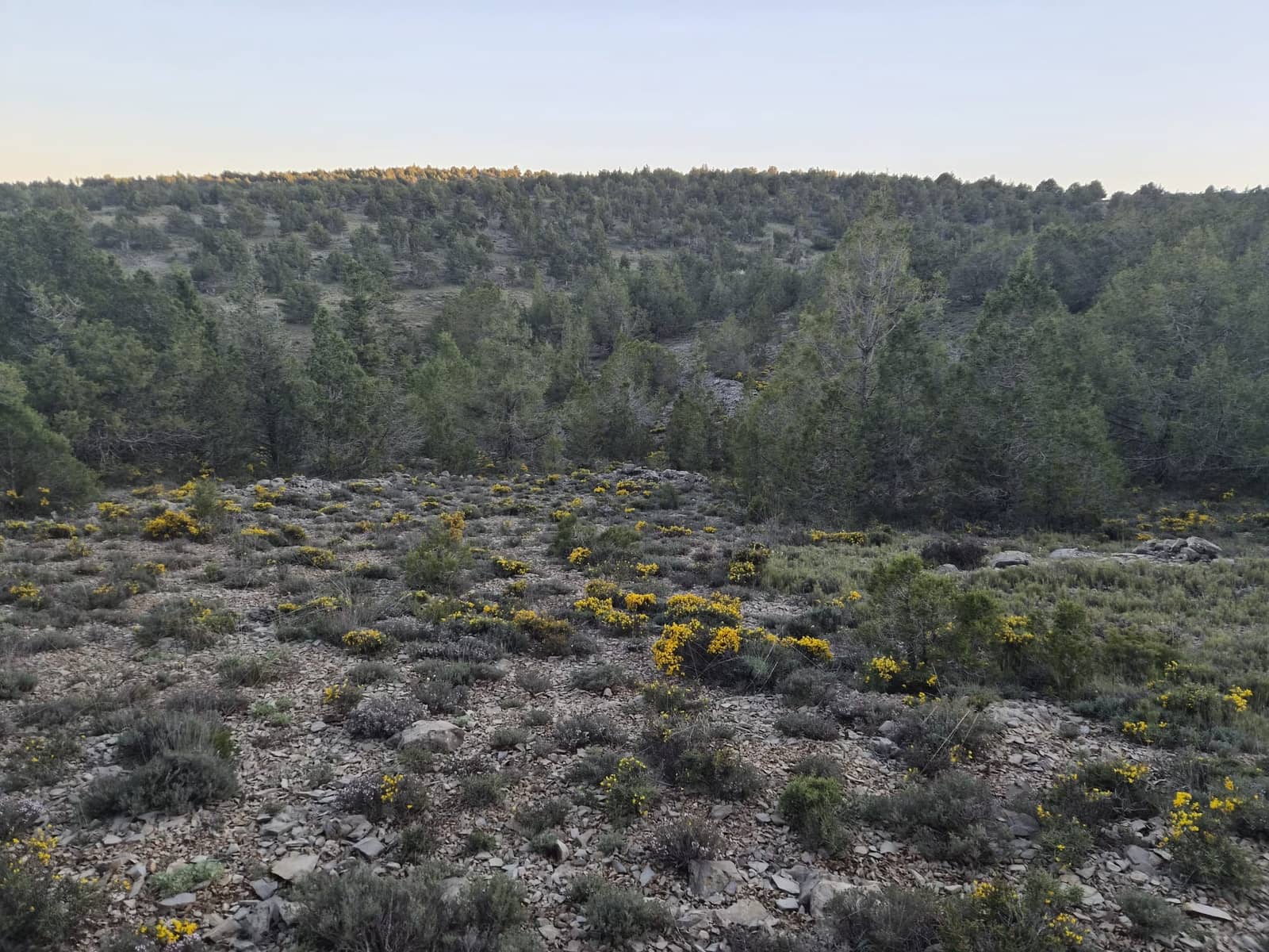Grunde uden byggetilladelser til salg i Sarrion - € 6.000 (Ref: 9862421)