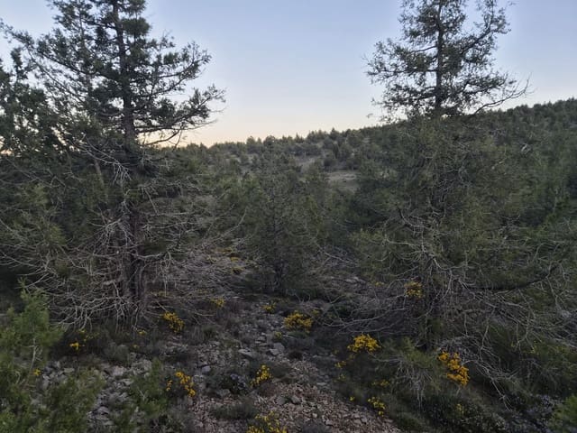 Grunde uden byggetilladelser til salg i Sarrión - € 6.000 (Ref: 9862421)