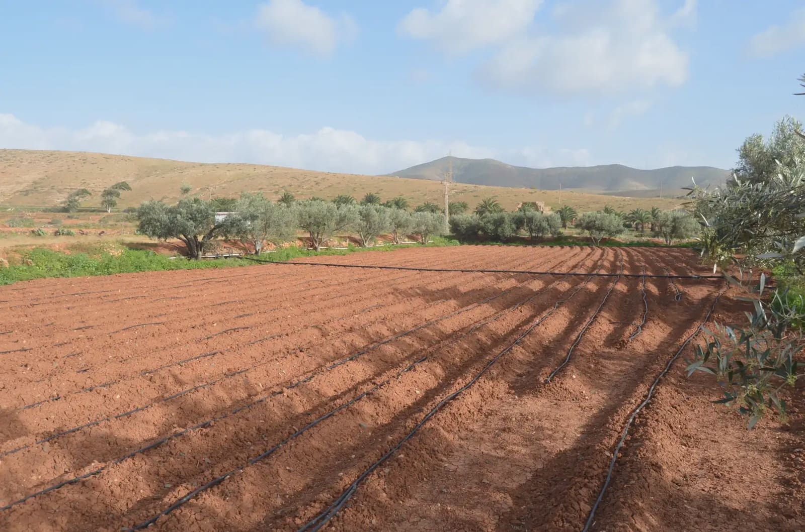 Finca/Landehus til salg i Pajara - € 990.000 (Ref: 9759365)