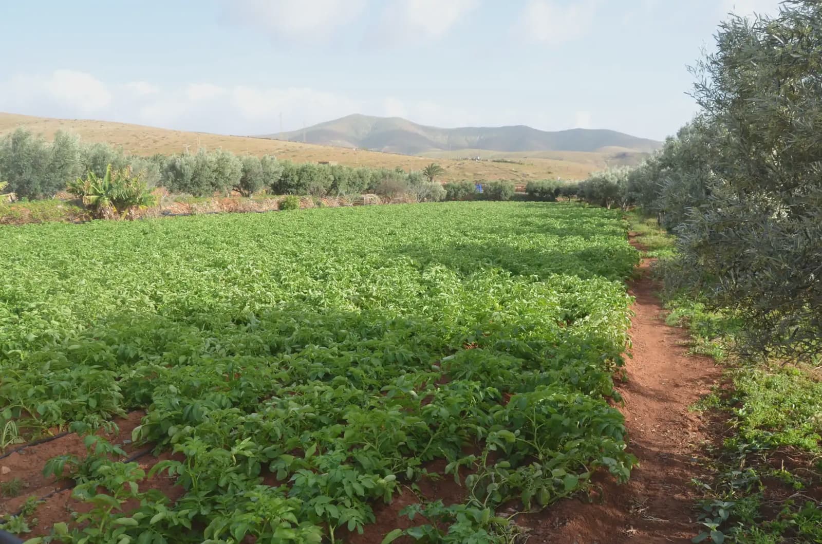 Finca/Landehus til salg i Pajara - € 990.000 (Ref: 9759365)