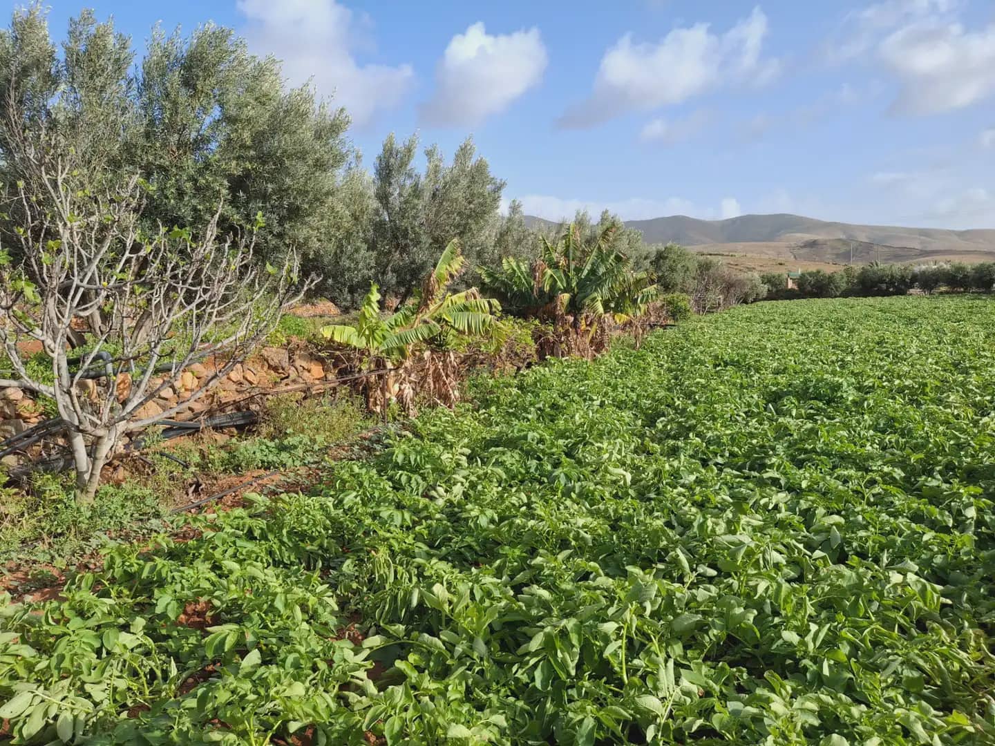 Finca/Landehus til salg i Pajara - € 990.000 (Ref: 9759365)