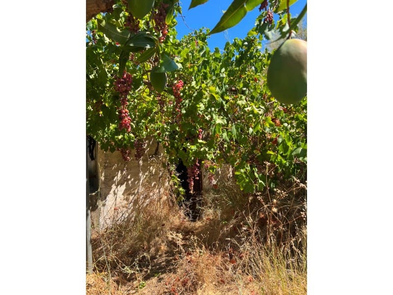 Finca/Landehus til salg i Velez-Malaga - € 446.000 (Ref: 10008858)