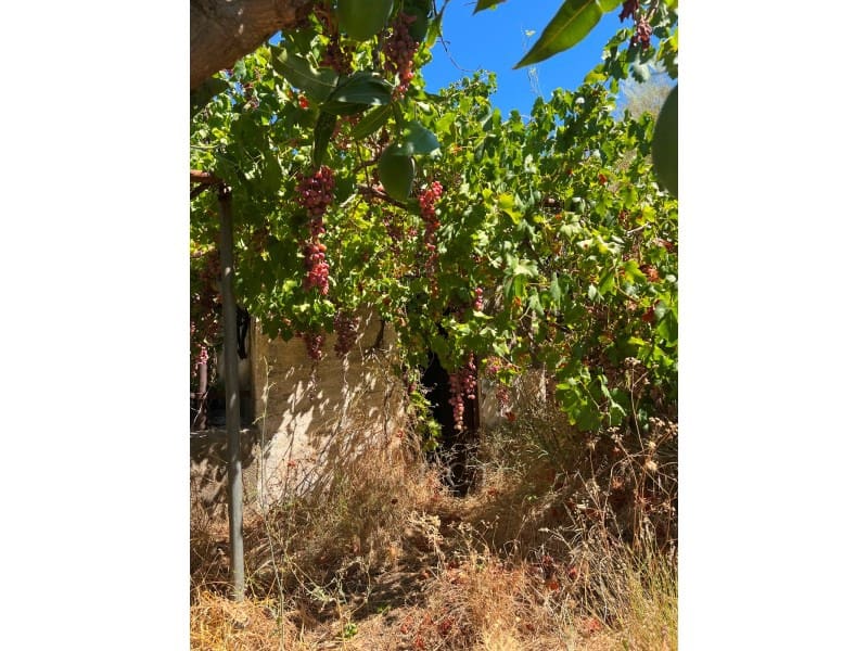 Finca/Landehus til salg i Velez-Malaga - € 446.000 (Ref: 10008858)