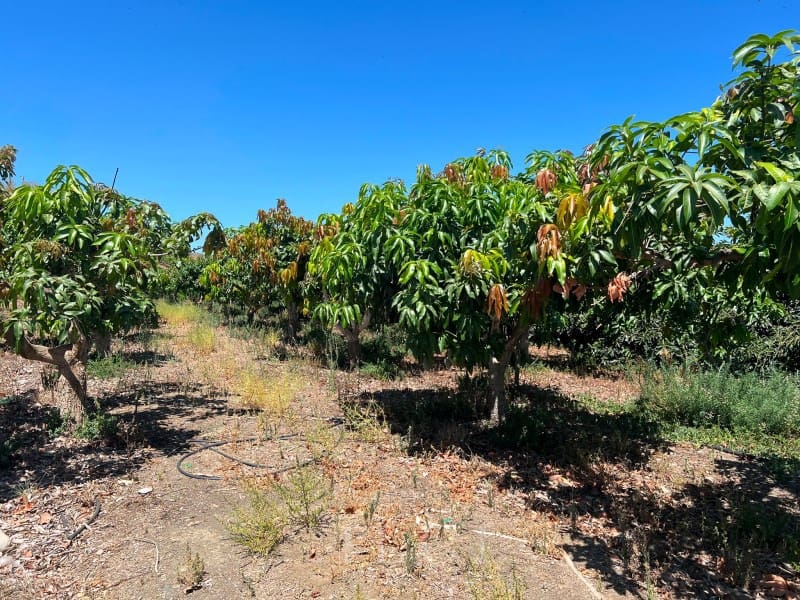 2 camera da letto Finca/Casa di Campagna in vendita in Benamocarra con piscina - 466.500 € (Rif: 10008860)