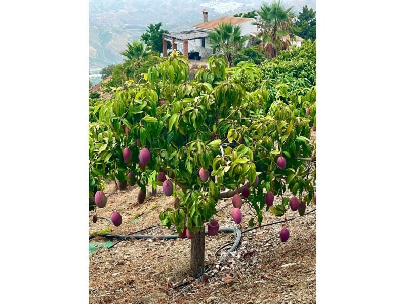 2 sypialnia Willa na sprzedaż w Velez-Malaga z basenem - 420 000 € (Ref: 9761892)