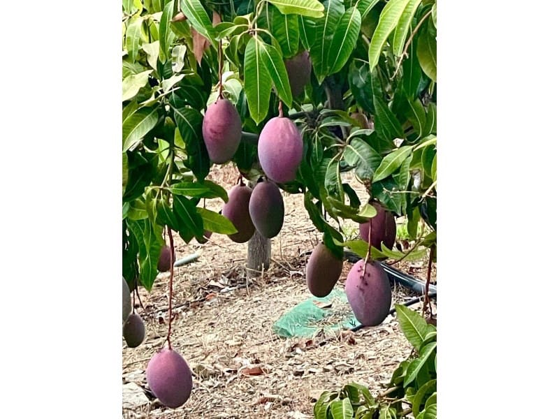 2 sypialnia Willa na sprzedaż w Velez-Malaga z basenem - 420 000 € (Ref: 9761892)