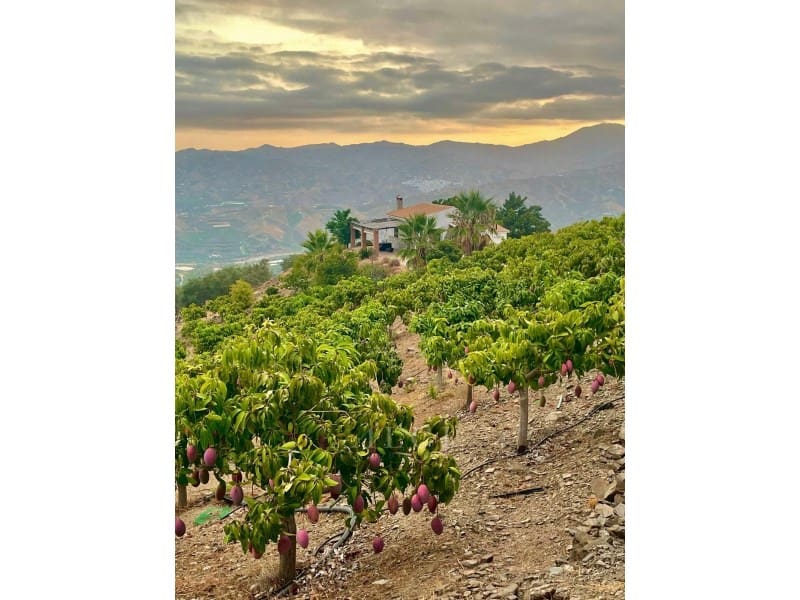 2 sypialnia Willa na sprzedaż w Velez-Malaga z basenem - 420 000 € (Ref: 9761892)