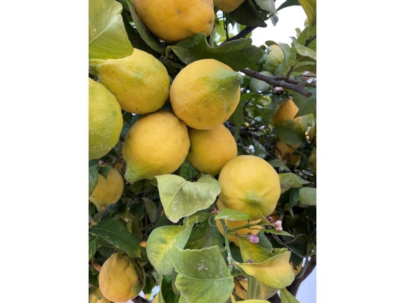 4 soveværelse Villa til salg i Benahavis med swimmingpool - € 875.000 (Ref: 9796998)