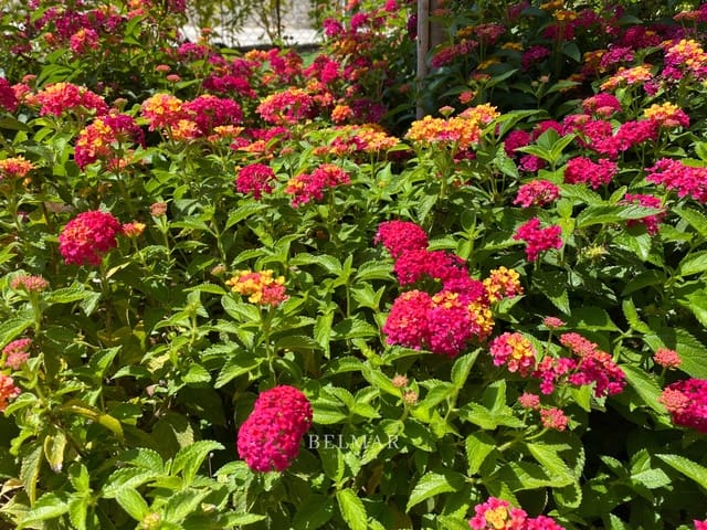 5 soveværelse Rækkehus til salg i Son Servera med swimmingpool garage - € 769.000 (Ref: 9136439)