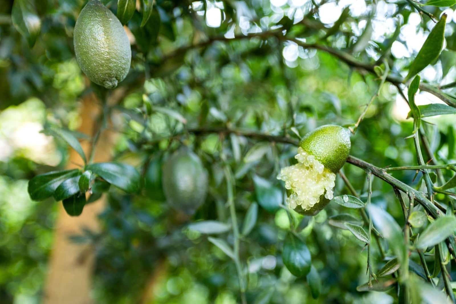 Rakentamaton maa myytävänä paikassa Velez de Benaudalla - 250 000 € (Ref: 9185646)