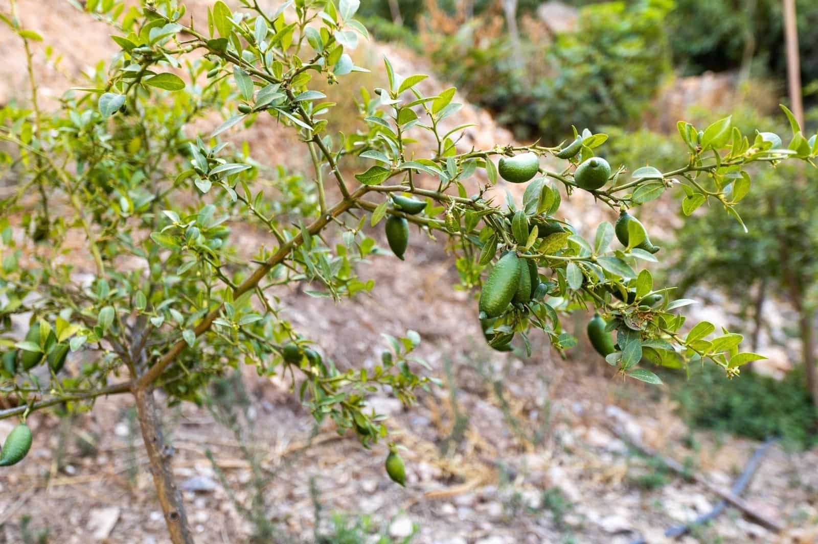 Rakentamaton maa myytävänä paikassa Velez de Benaudalla - 250 000 € (Ref: 9185646)