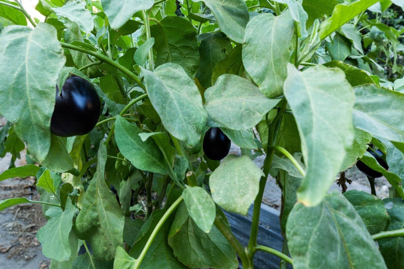 Rakentamaton maa myytävänä paikassa Velez de Benaudalla - 250 000 € (Ref: 9185646)