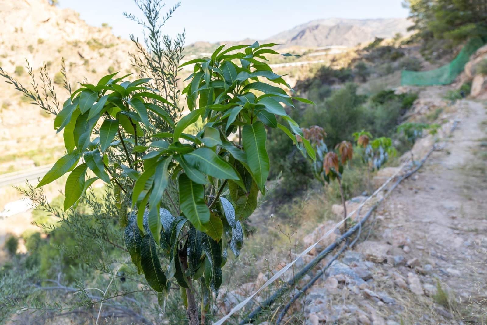 Rakentamaton maa myytävänä paikassa Velez de Benaudalla - 250 000 € (Ref: 9185646)