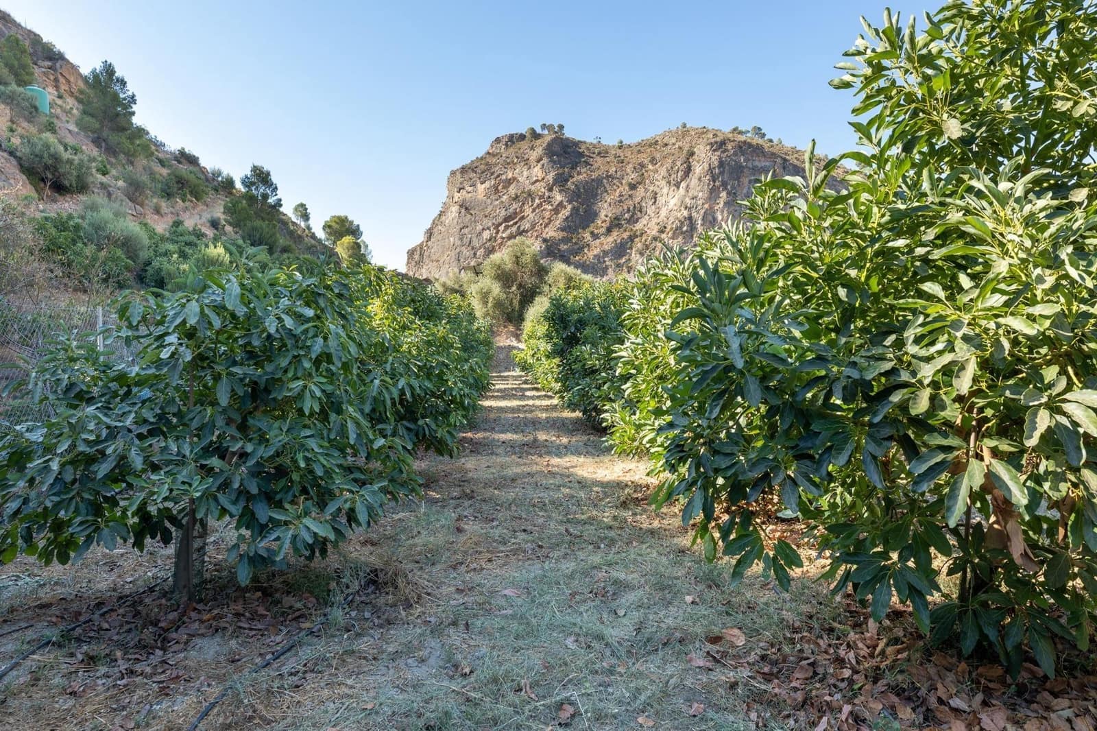 Rakentamaton maa myytävänä paikassa Velez de Benaudalla - 250 000 € (Ref: 9185646)