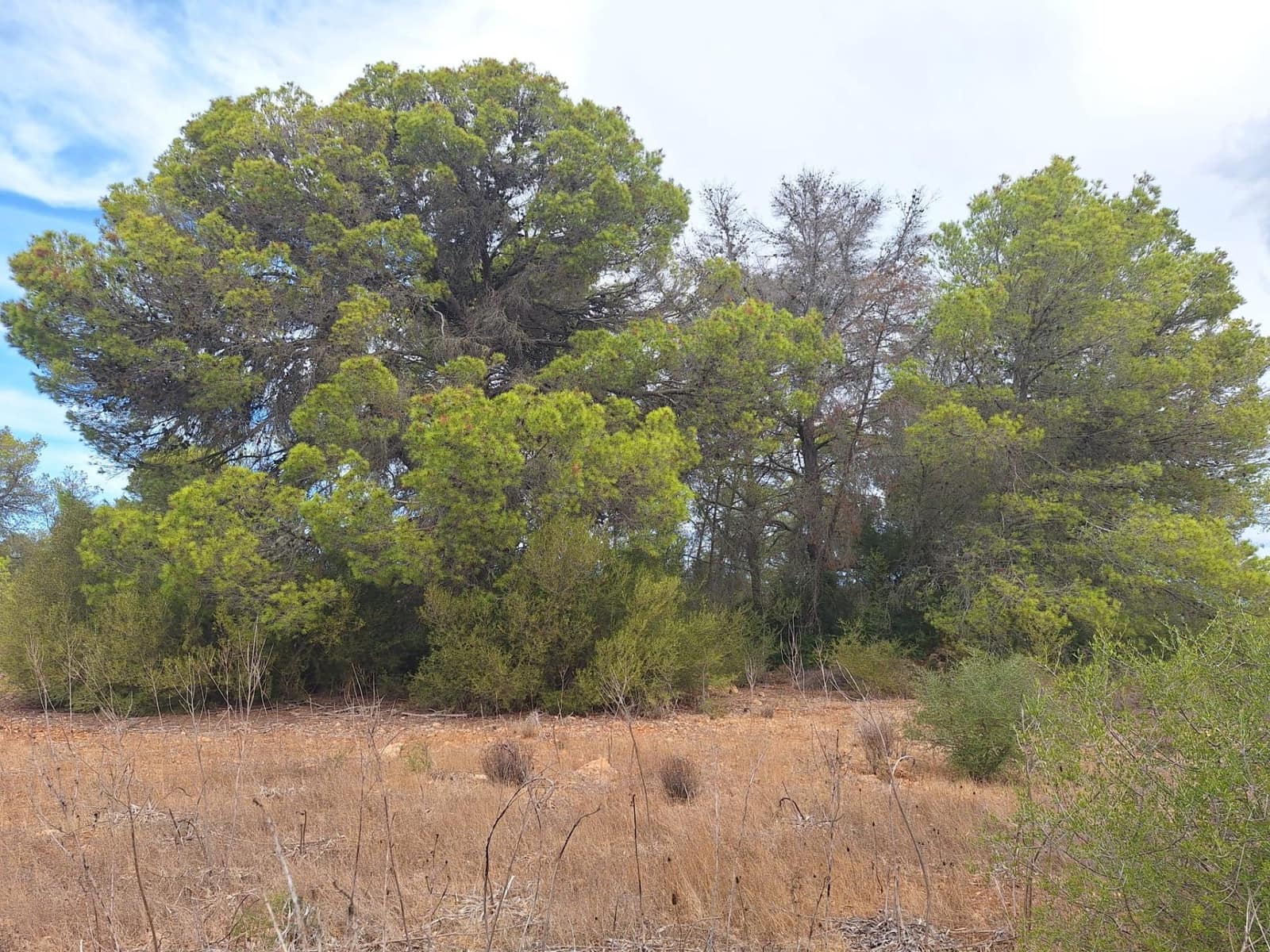 Grunde uden byggetilladelser til salg i Palma de Mallorca - € 139.000 (Ref: 9518940)