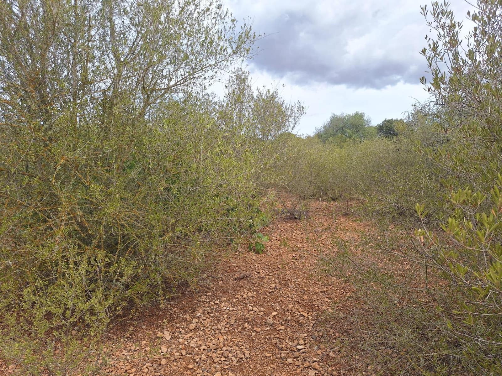 Grunde uden byggetilladelser til salg i Palma de Mallorca - € 139.000 (Ref: 9518940)