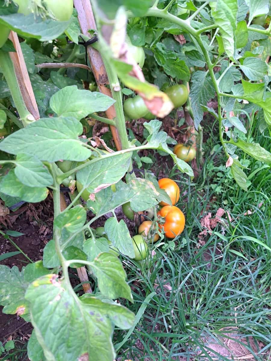 Commercial for rent in Son Ferrer - € 1,200 (Ref: 9605017)