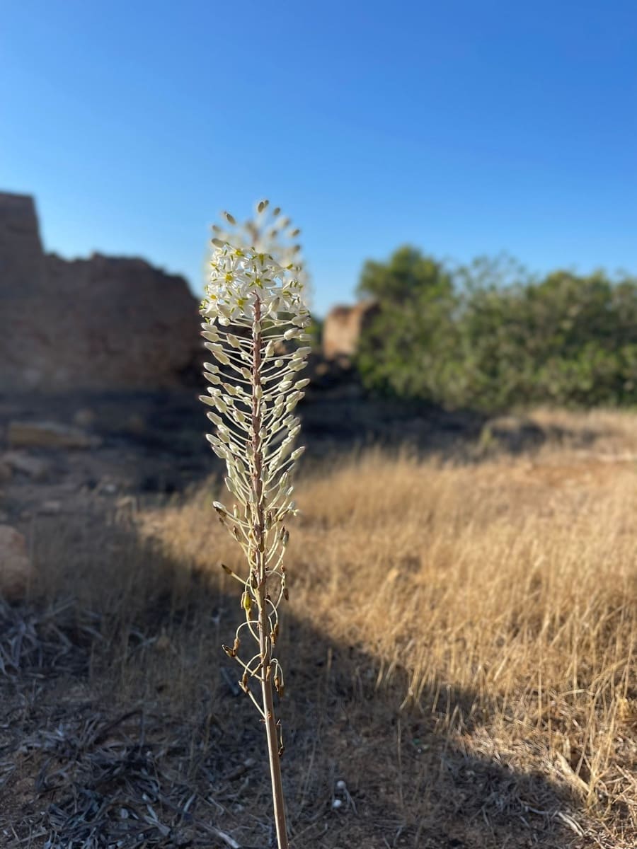 2 sovrum Finca/Hus på landet till salu i Formentera kommun med garage - 1 600 000 € (Ref: 9566701)