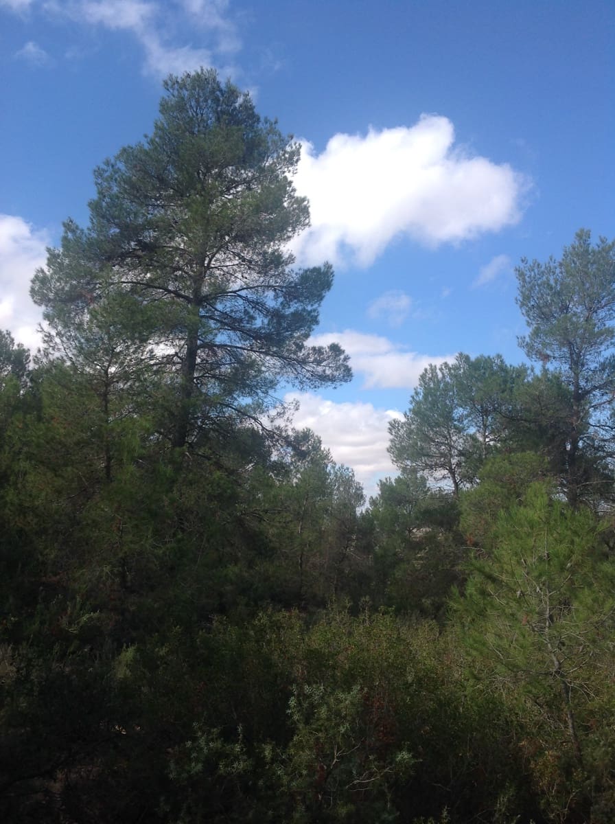 7 bedroom Finca/Country House for sale in Yecla - € 675,000 (Ref: 8765593)