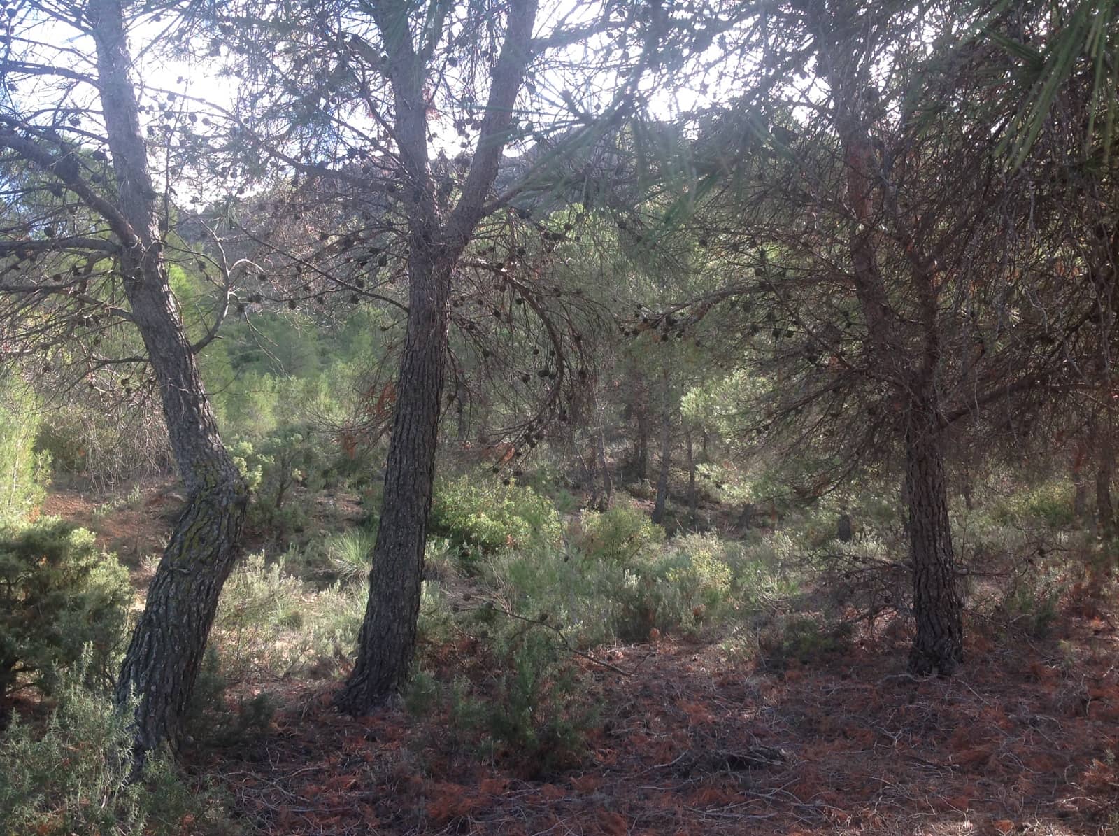 7 bedroom Finca/Country House for sale in Yecla - € 675,000 (Ref: 8765593)