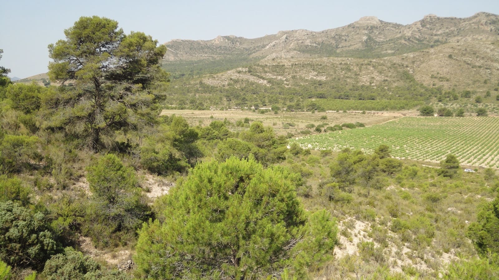 7 bedroom Finca/Country House for sale in Yecla - € 675,000 (Ref: 8765593)