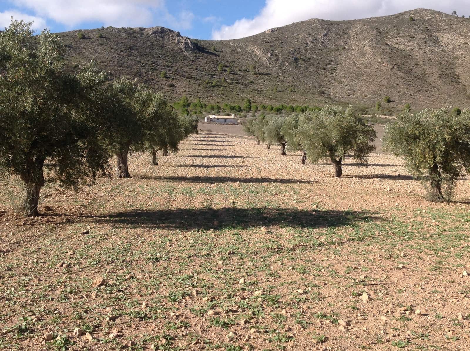 7 bedroom Finca/Country House for sale in Yecla - € 675,000 (Ref: 8765593)