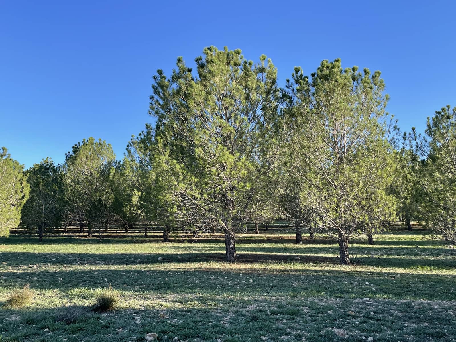 7 bedroom Finca/Country House for sale in Yecla - € 675,000 (Ref: 8765593)