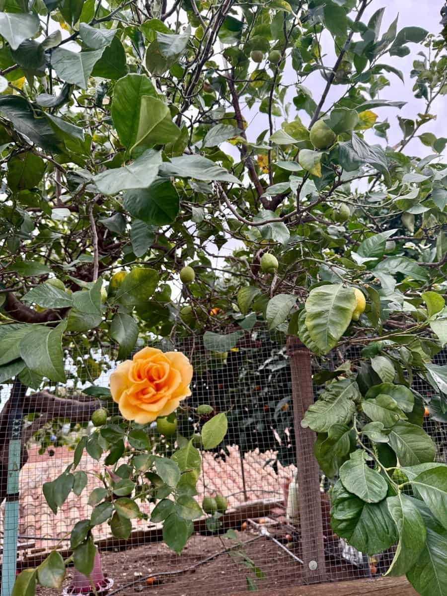 Finca/Casa Rural de 3 habitaciones en Mijas en venta con piscina - 264.000 € (Ref: 9543753)