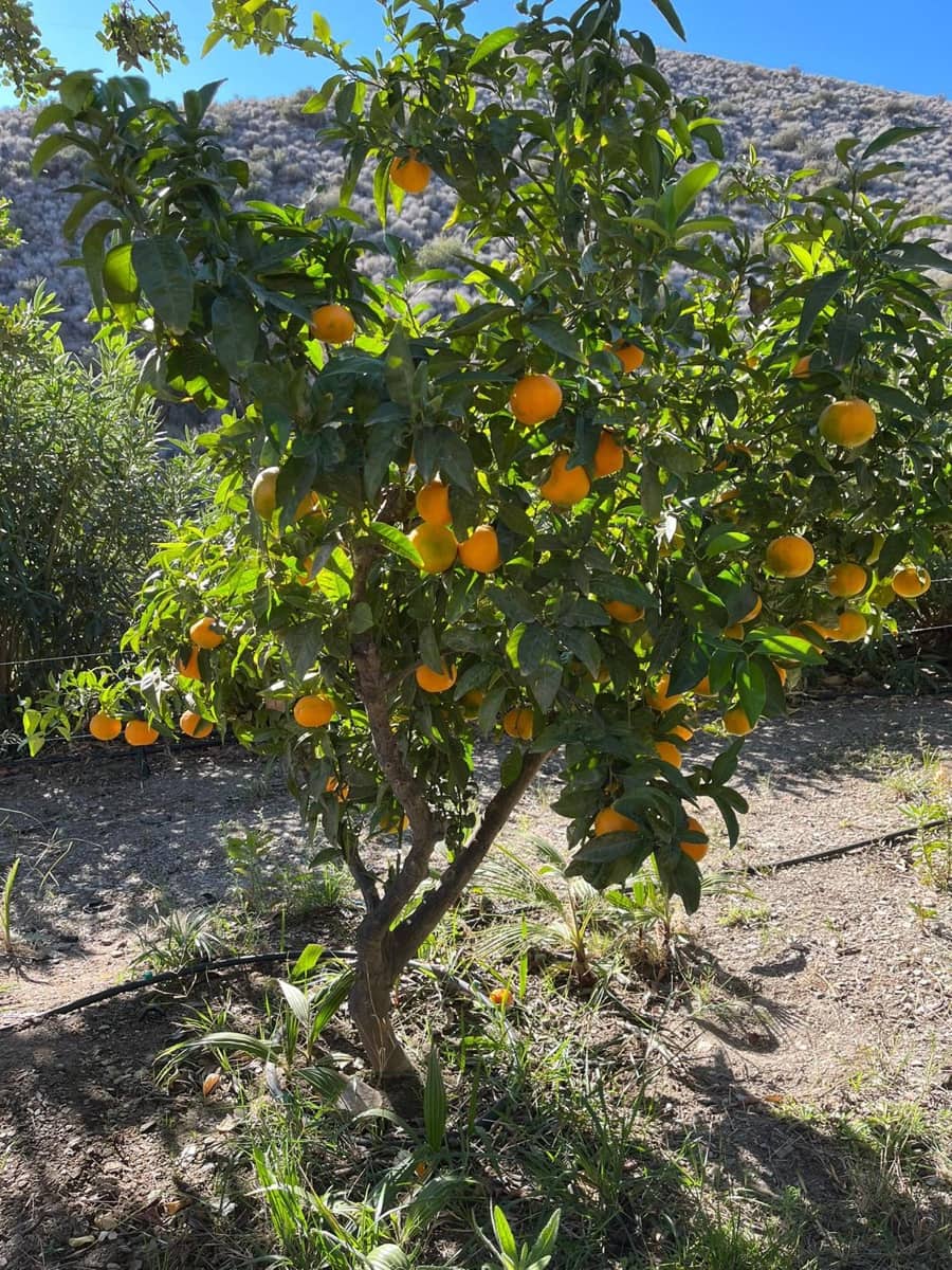 11 soveværelse Finca/Landehus til salg i Aguilas med swimmingpool garage - € 790.000 (Ref: 8776954)