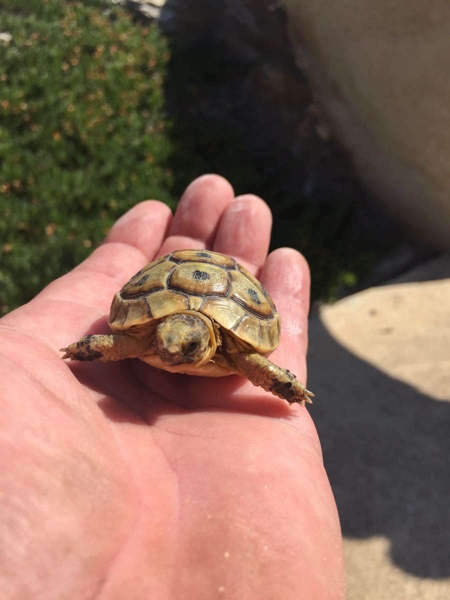 11 soveværelse Finca/Landehus til salg i Aguilas med swimmingpool garage - € 790.000 (Ref: 8776954)