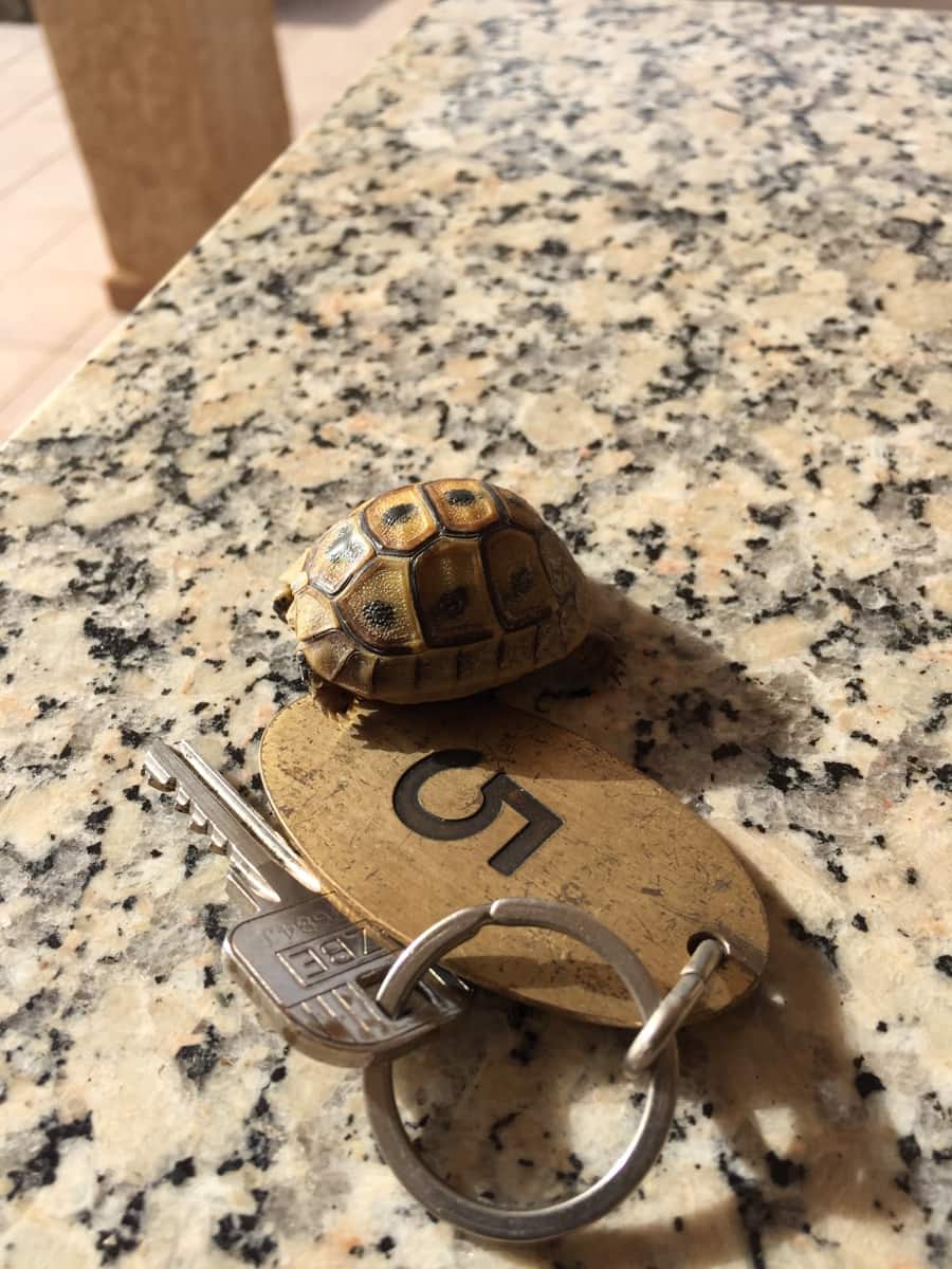 11 soveværelse Finca/Landehus til salg i Aguilas med swimmingpool garage - € 790.000 (Ref: 8776954)