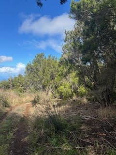 Undeveloped Land for sale in La Orotava - € 1,500,000 (Ref: 9558284)