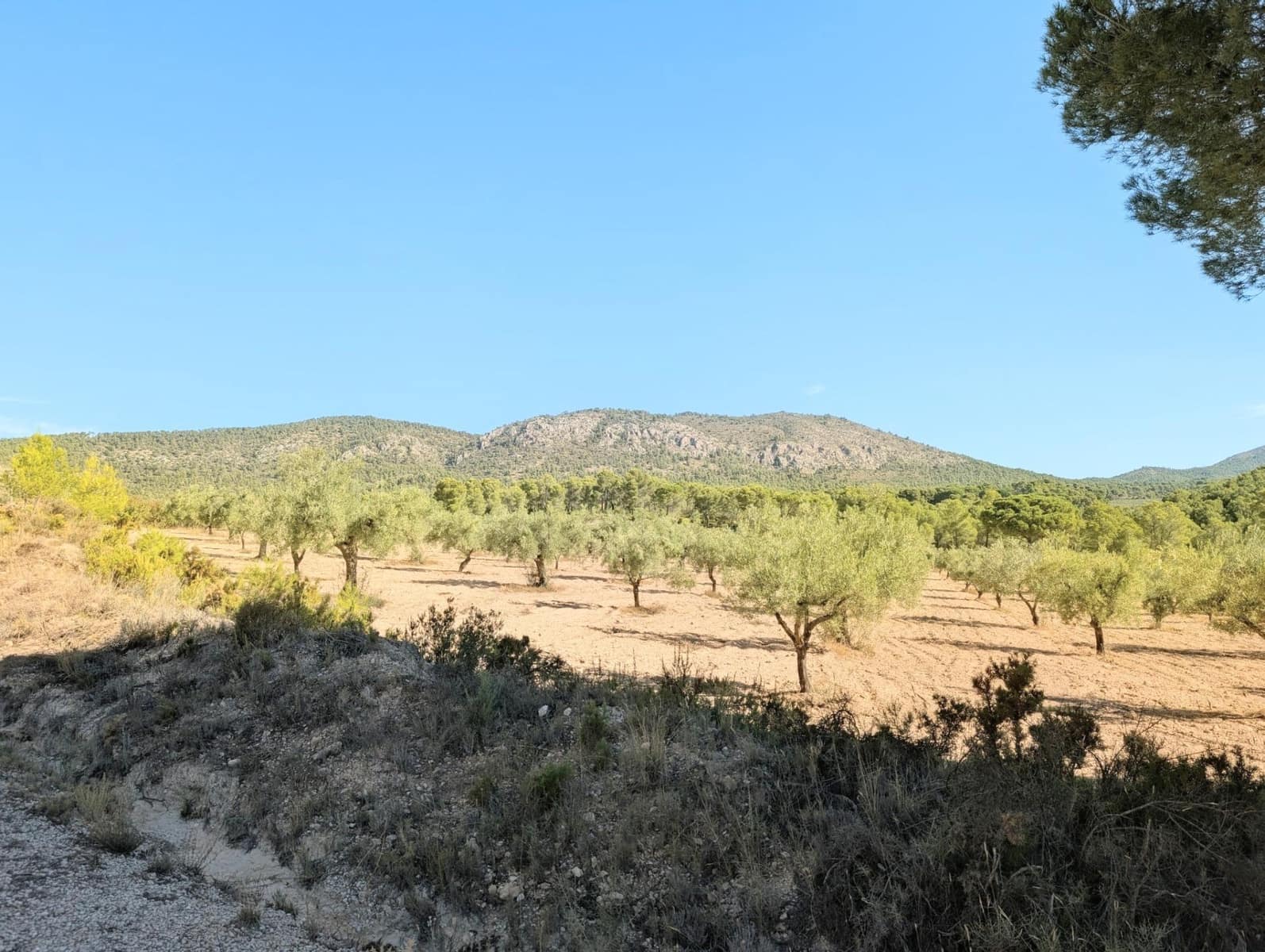 10 bedroom Finca/Country House for sale in Ibi with garage - € 960,000 (Ref: 10115777)