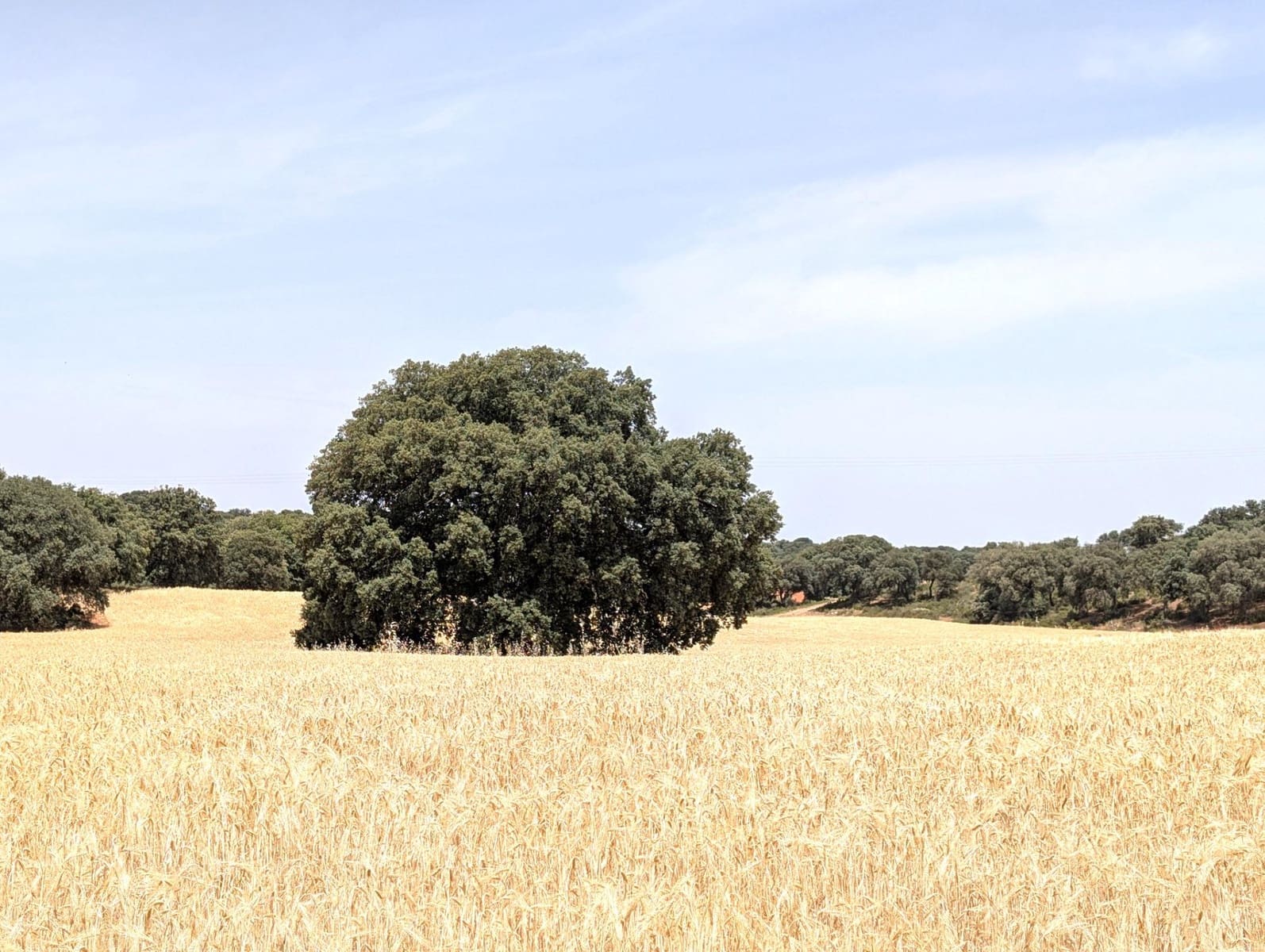 Finca/Casa Rural de 18 habitaciones en Argamasilla de Alba en venta - 13.000.000 € (Ref: 9078078)