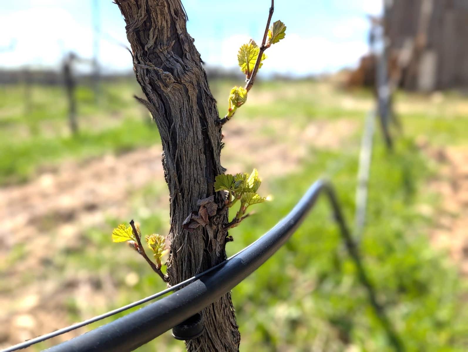 4 soverom Finca/Herregård til salgs i Moratalla - € 950 000 (Ref: 9799408)