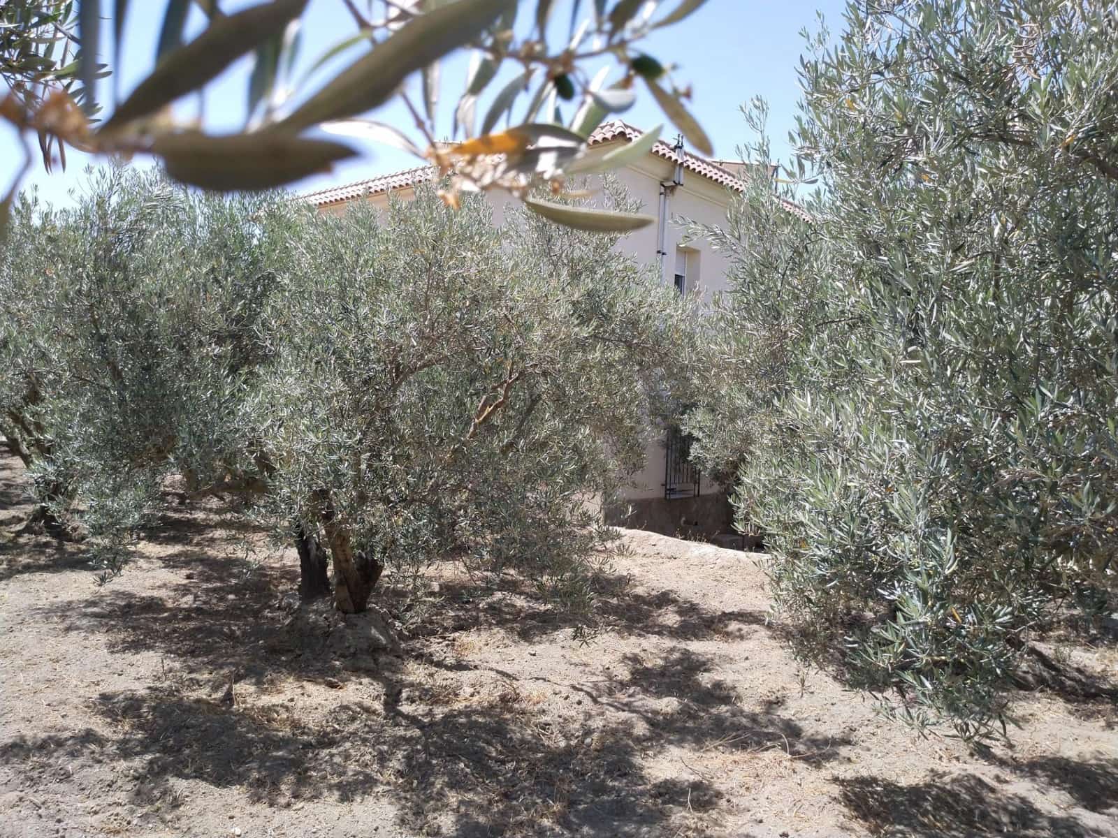4 bedroom Villa for sale in Alsodux with pool - € 389,000 (Ref: 10009224)