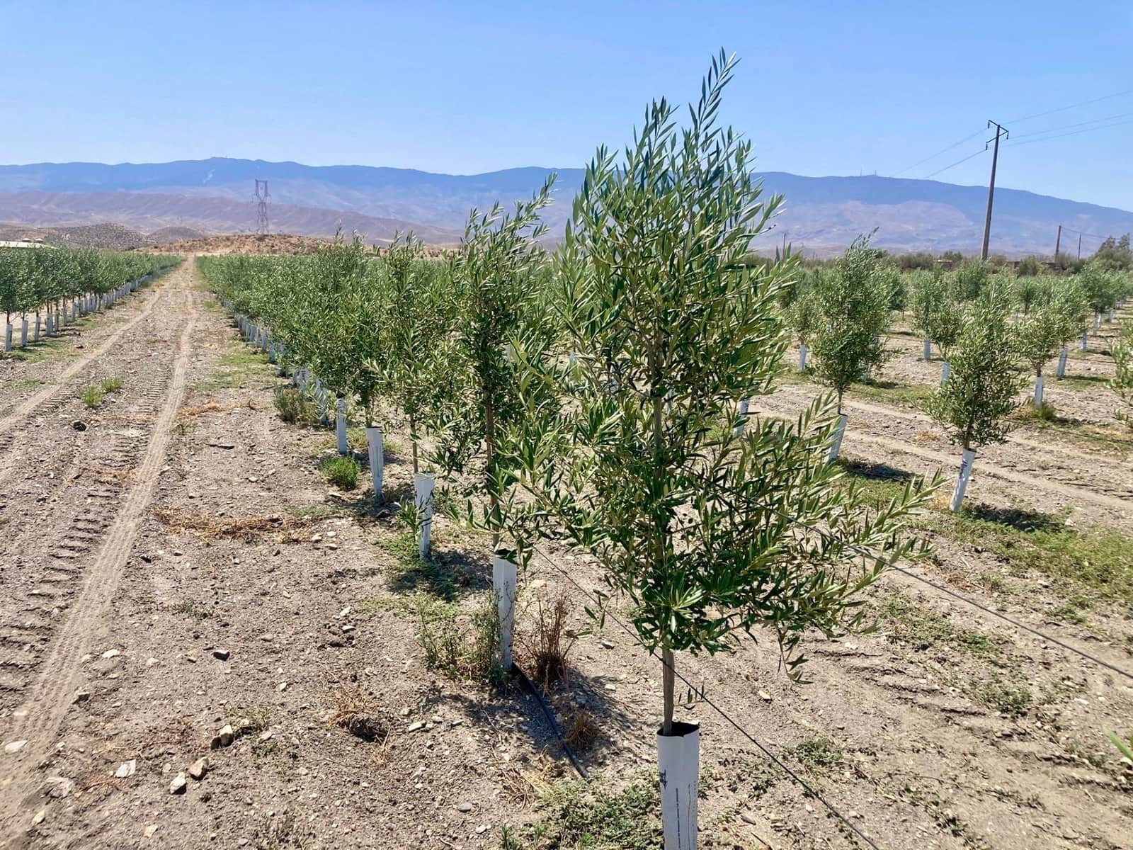 4 soverom Finca/Herregård til salgs i Tabernas - € 350 000 (Ref: 9343433)