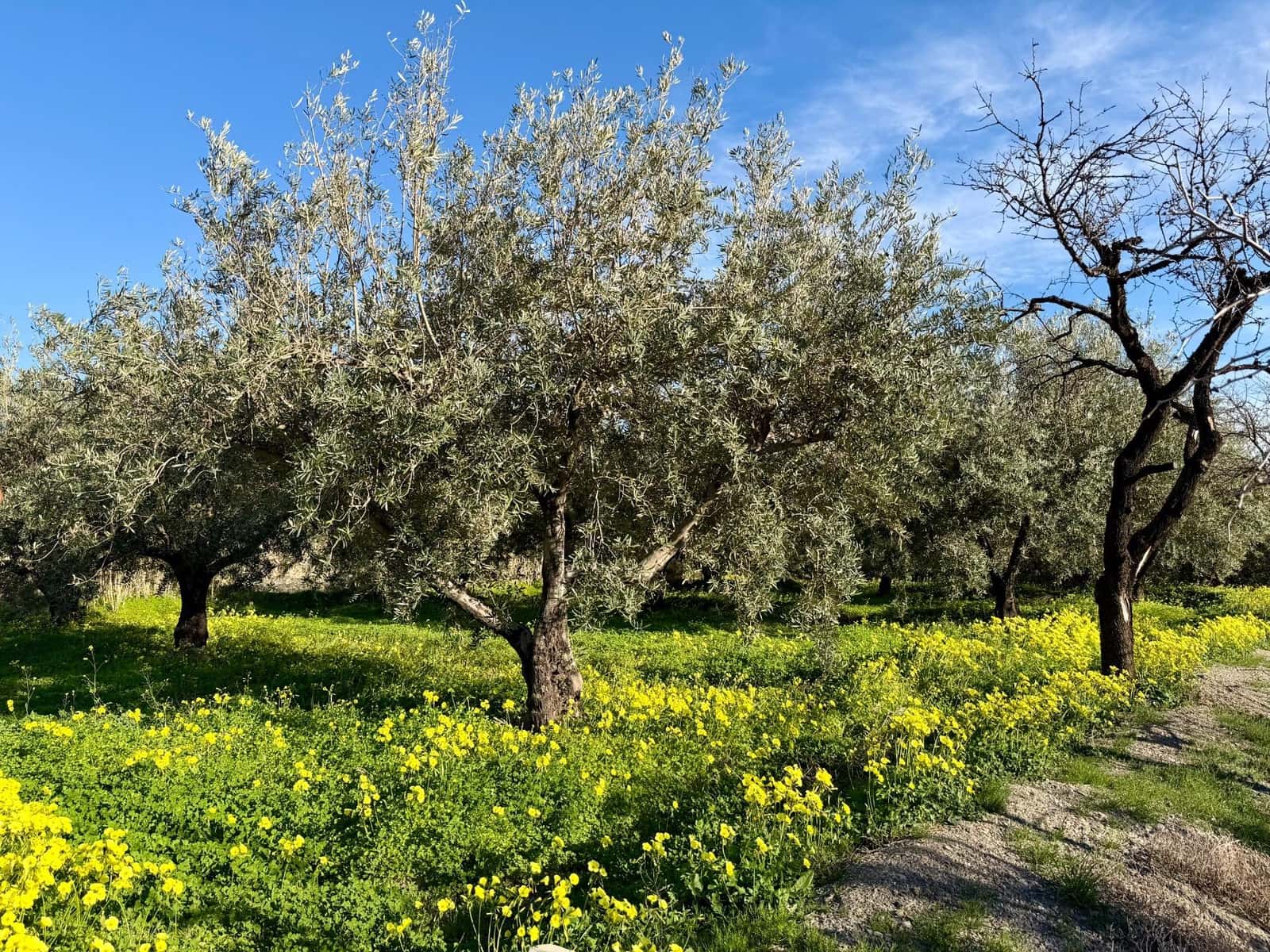 3 makuuhuone Maalaistalo myytävänä paikassa Santa Cruz de Marchena - 179 900 € (Ref: 9616038)