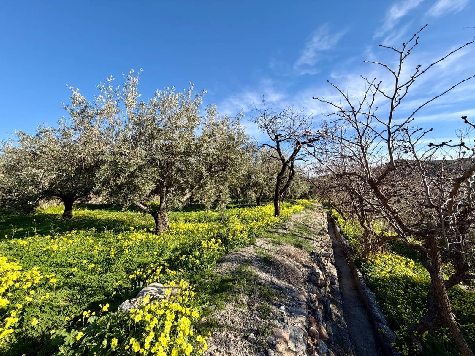 3 makuuhuone Maalaistalo myytävänä paikassa Santa Cruz de Marchena - 179 900 € (Ref: 9616038)