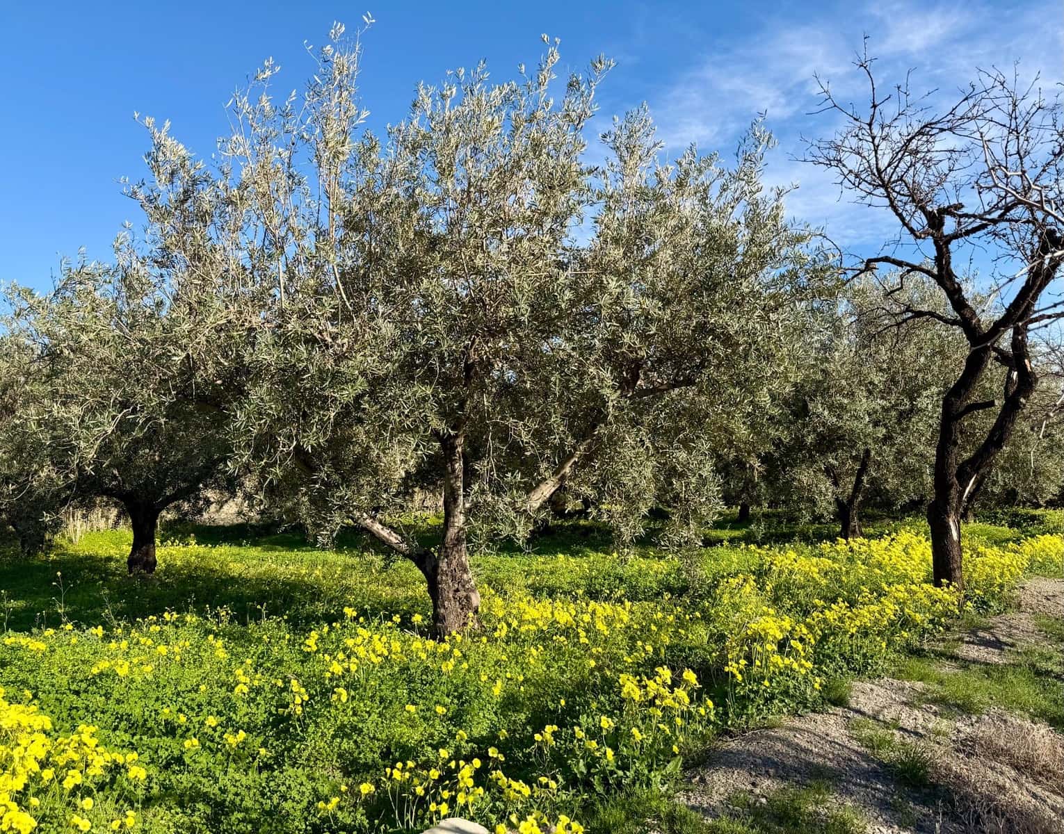 3 makuuhuone Maalaistalo myytävänä paikassa Santa Cruz de Marchena - 179 900 € (Ref: 9616038)