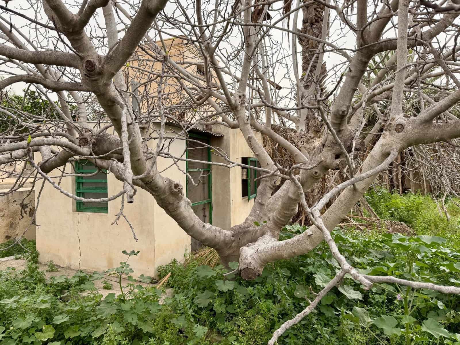 Finca/Country House for sale in Pechina with garage - € 214,000 (Ref: 9656253)