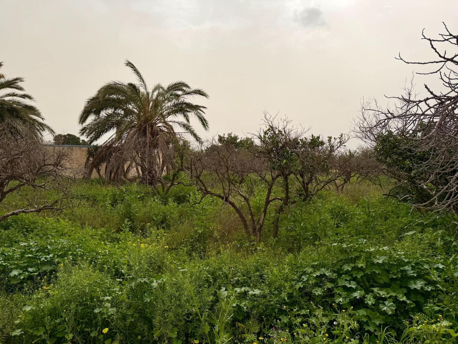 Finca/Country House for sale in Pechina with garage - € 214,000 (Ref: 9656253)