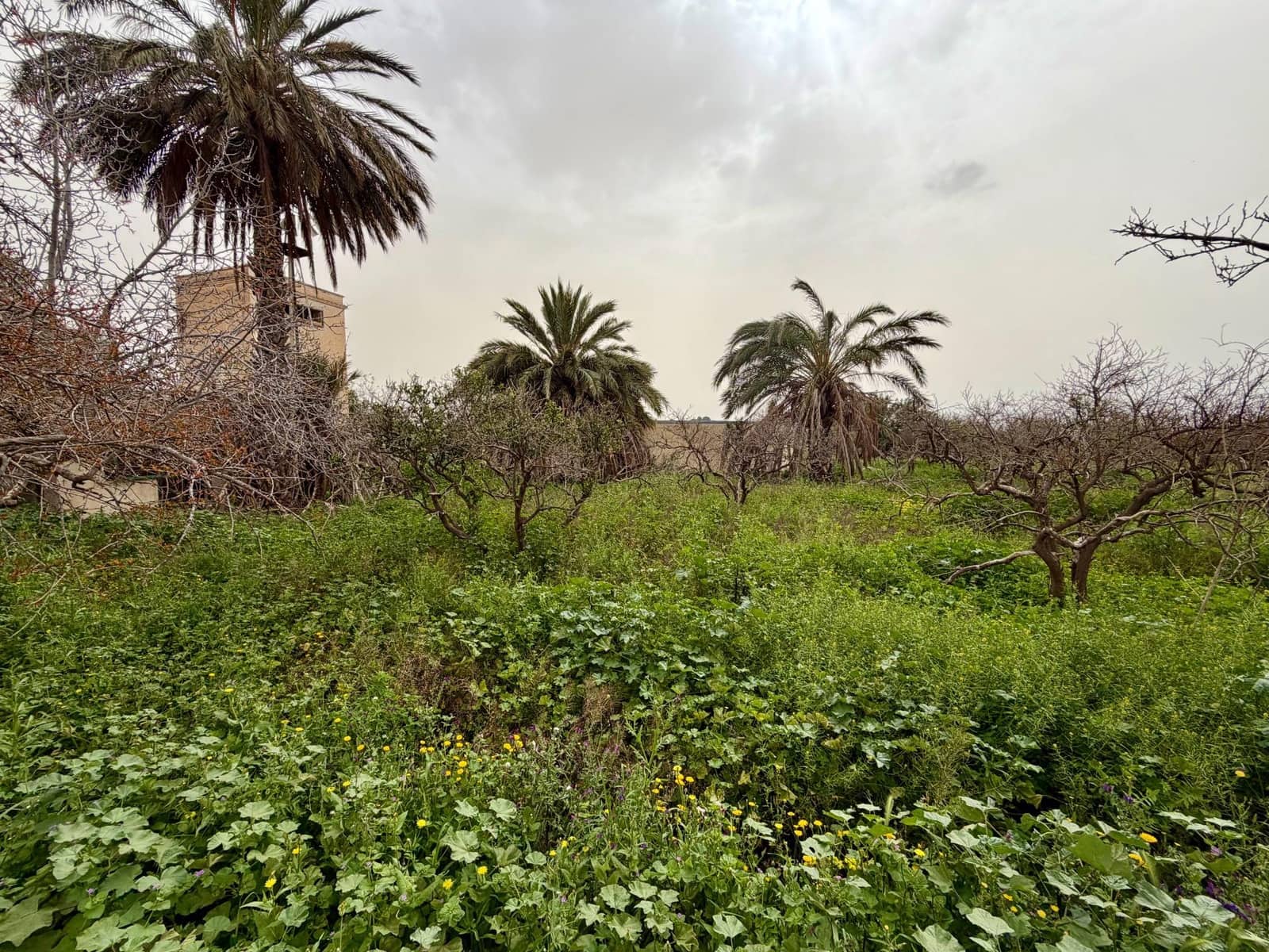 Finca/Country House for sale in Pechina with garage - € 214,000 (Ref: 9656253)